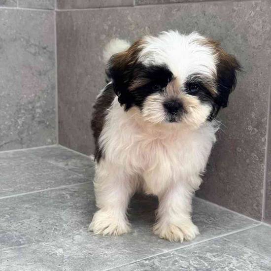 Shih Tzu