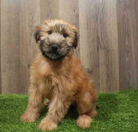 Soft Coated Wheaten Terrier