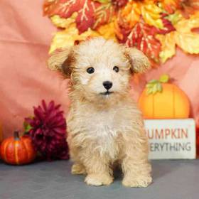 Bichapoo