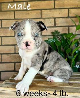 Boston Terrier