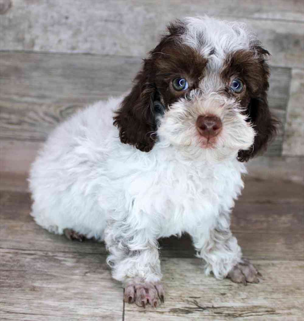 carousel pet images