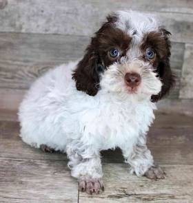 Poodle
