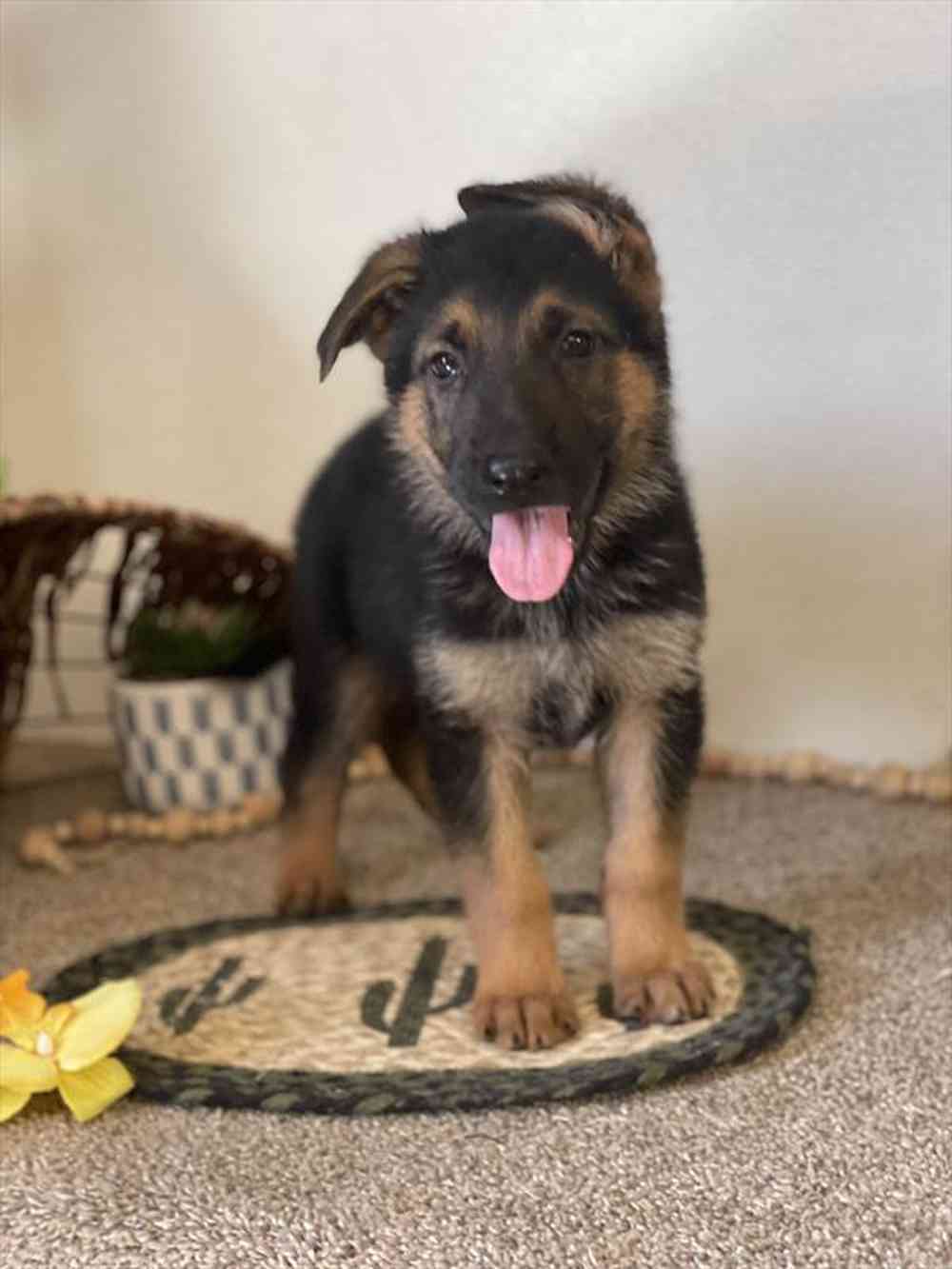 carousel pet images