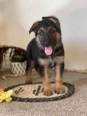 German Shepherd