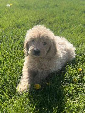 Mini Goldendoodle