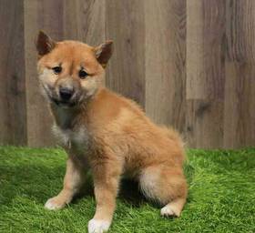 Shiba Inu