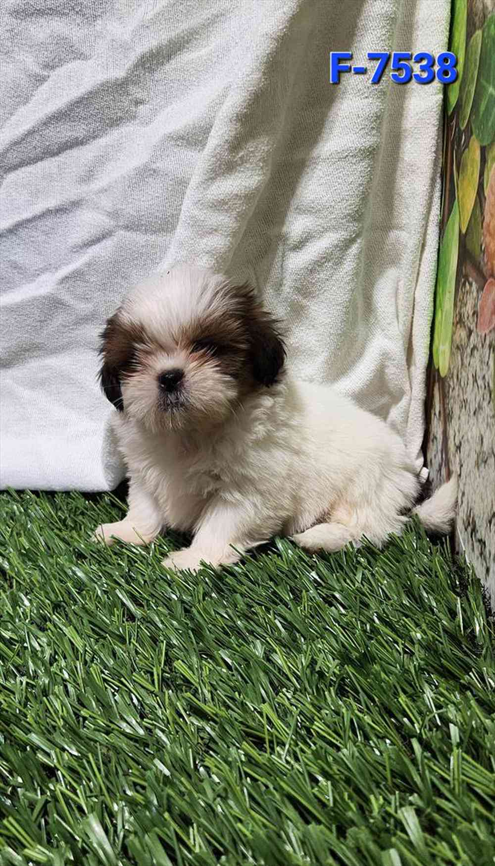carousel pet images