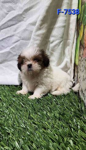 Shih Tzu