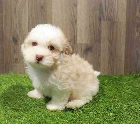 Havanese