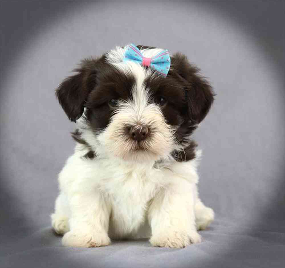 Image of a pet breed in the gallery