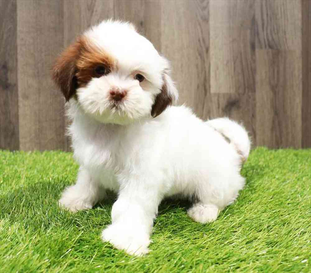 carousel pet images