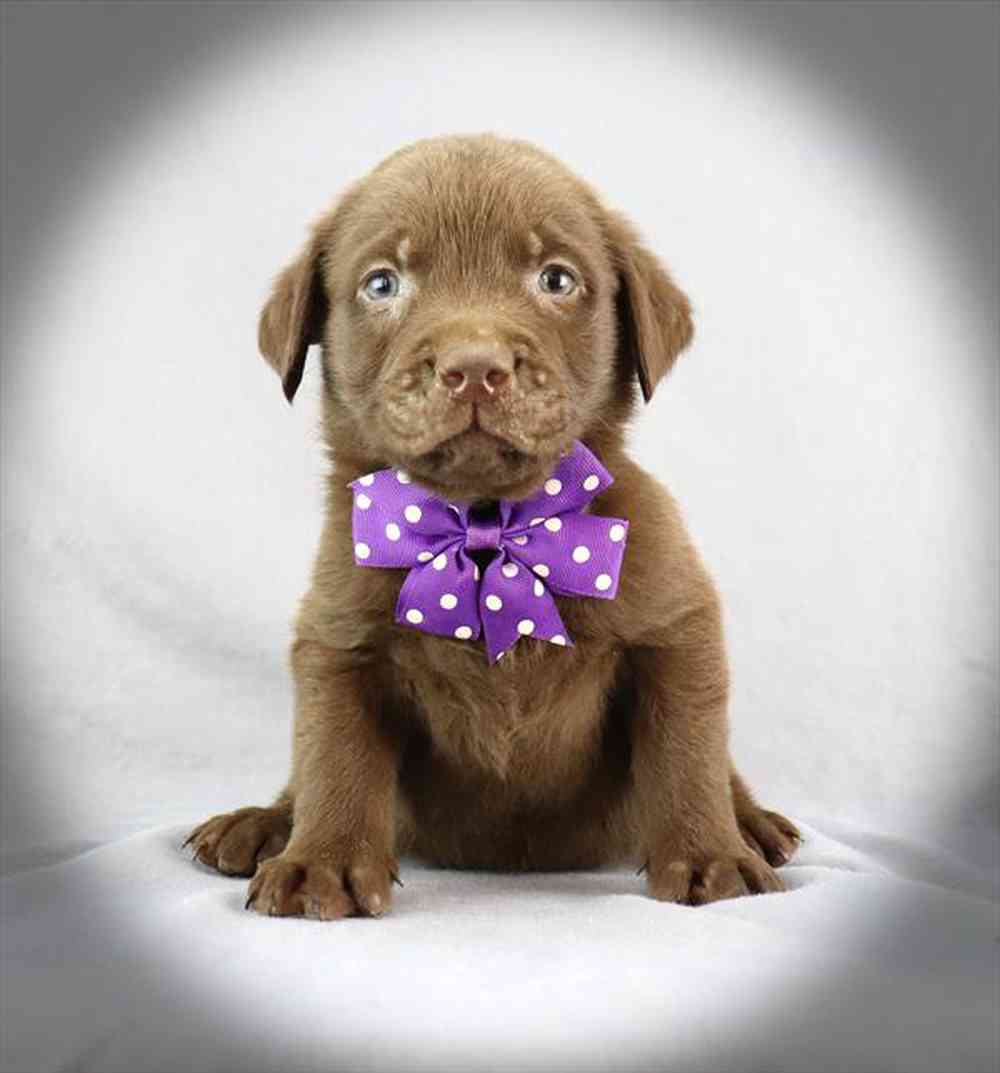 Image of a pet breed in the gallery