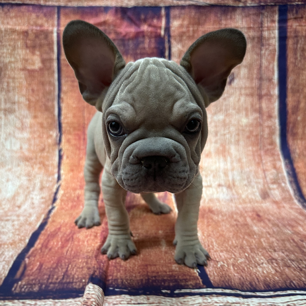 carousel pet images