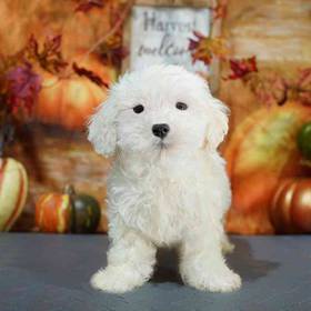 Bichon