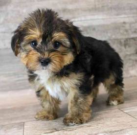 Yorkie