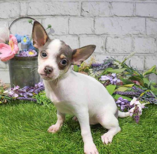 Chihuahua