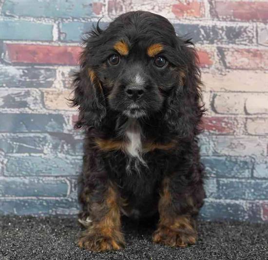Cocker Spaniel