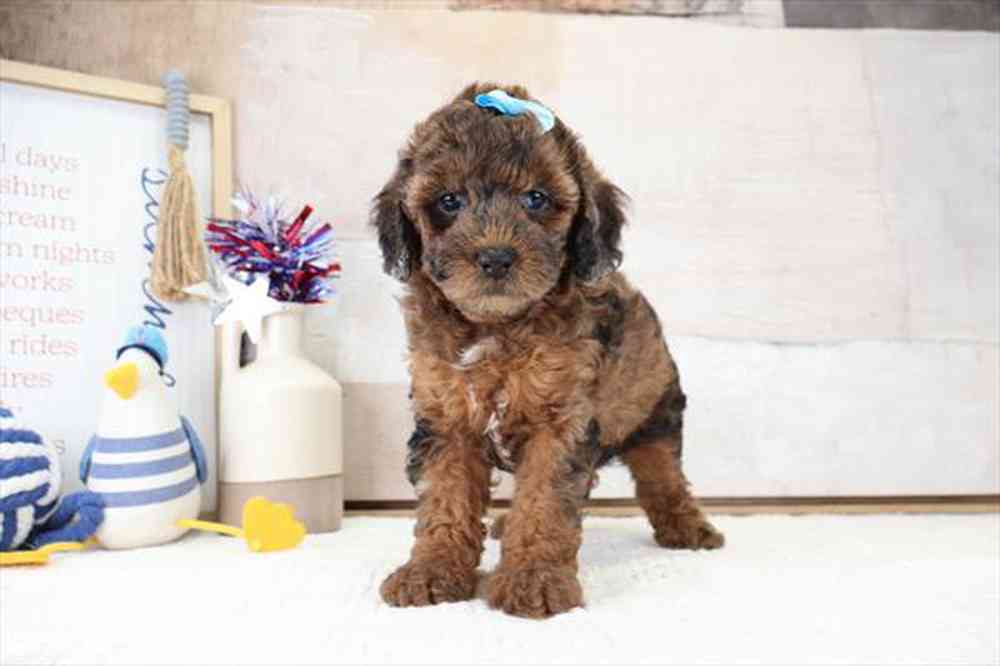 carousel pet images