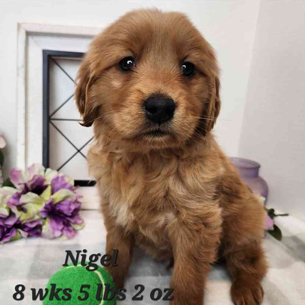 Image of a pet breed in the gallery