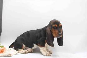 Basset Hound