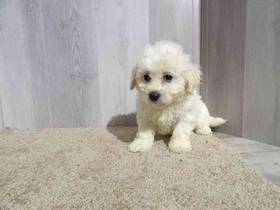 Bichon