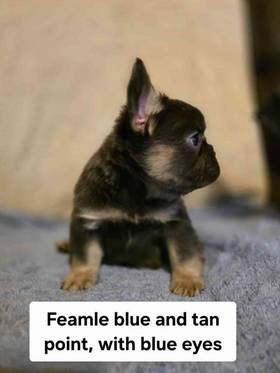 French Bulldog
