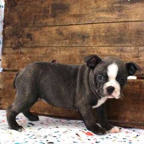 Boston Terrier