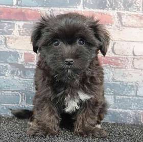 Morkie