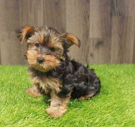 Yorkie