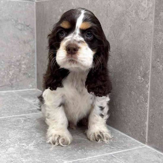 Cocker Spaniel