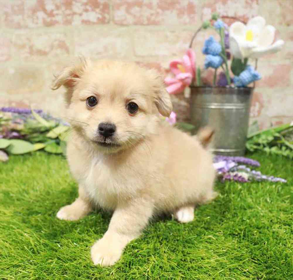 carousel pet images
