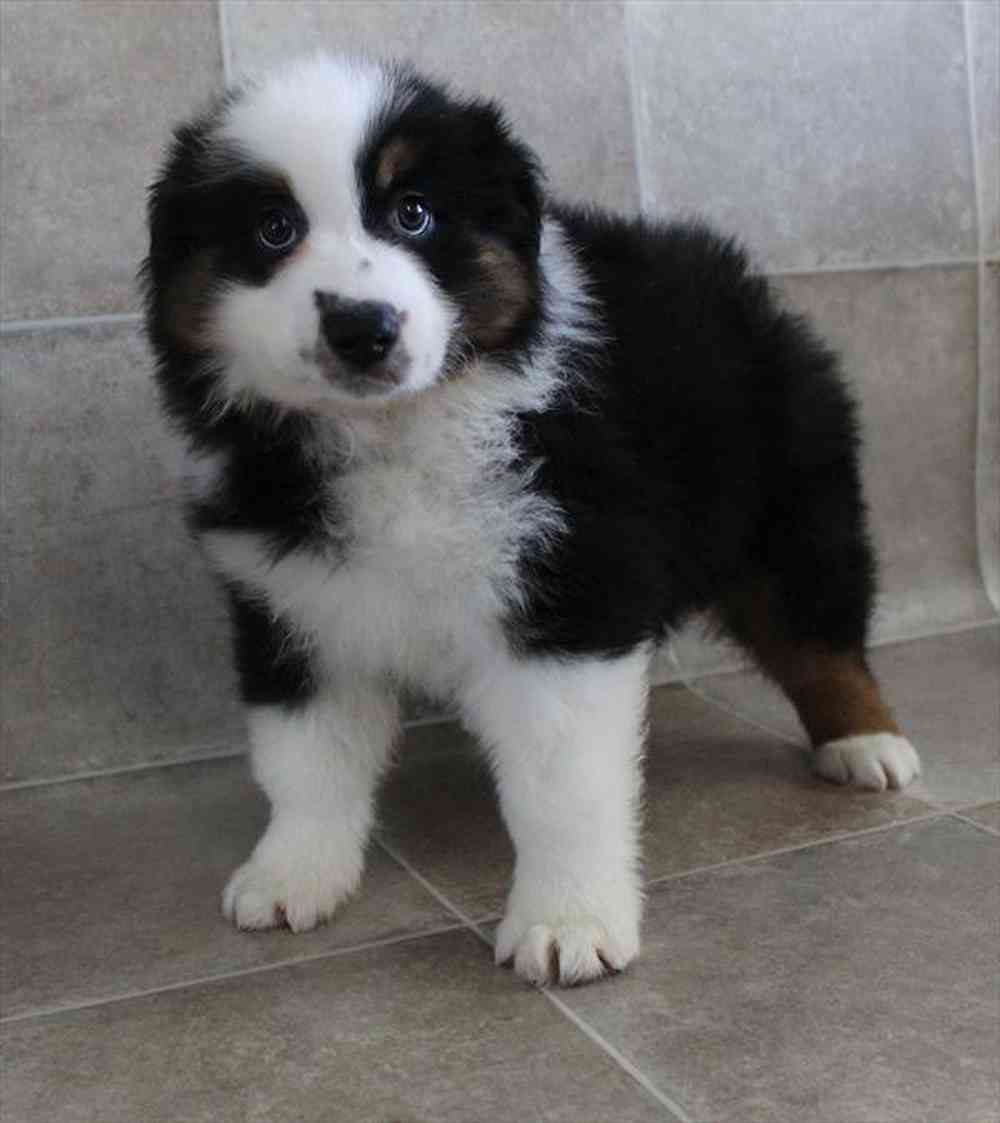 Image of a pet breed in the gallery