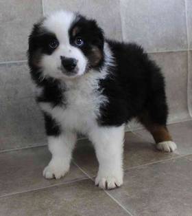 Miniature American Shepherd