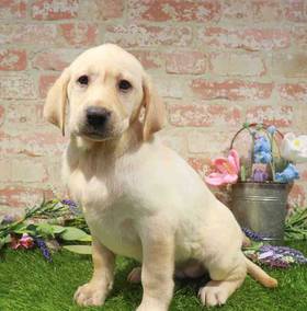Labrador Retriever