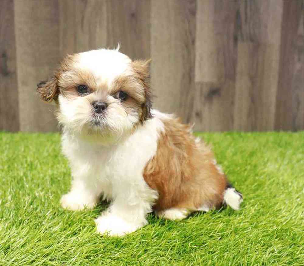 carousel pet images