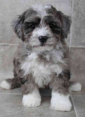 Bichapoo