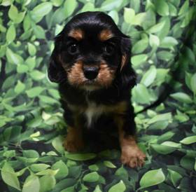 Cavalier King Charles Spaniel