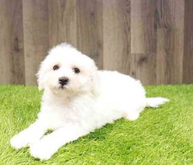 Bichon