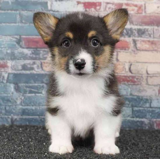American Corgi