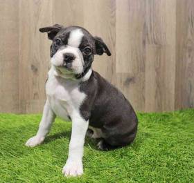 Boston Terrier