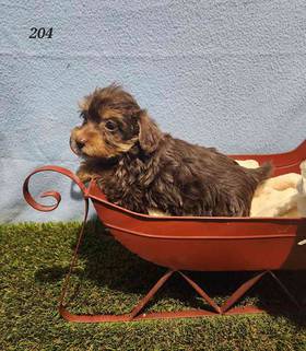Morkie