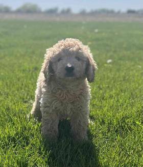 Mini Goldendoodle