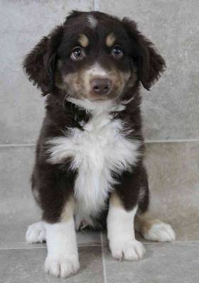 Miniature Australian Shepherd