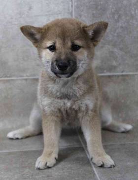 Shiba Inu