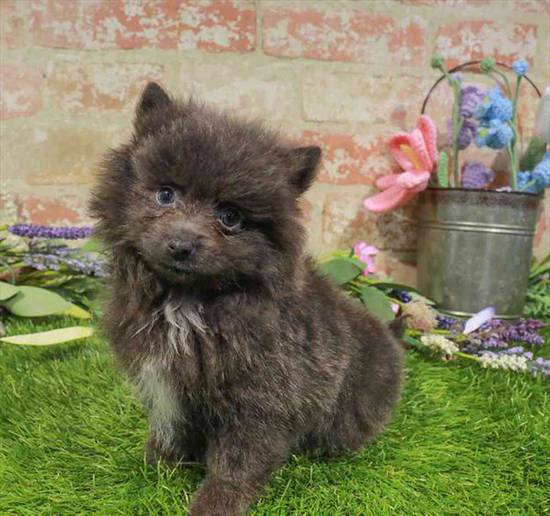 Pomeranian