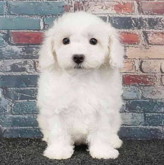 Bichon