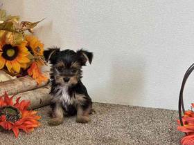 Yorkie
