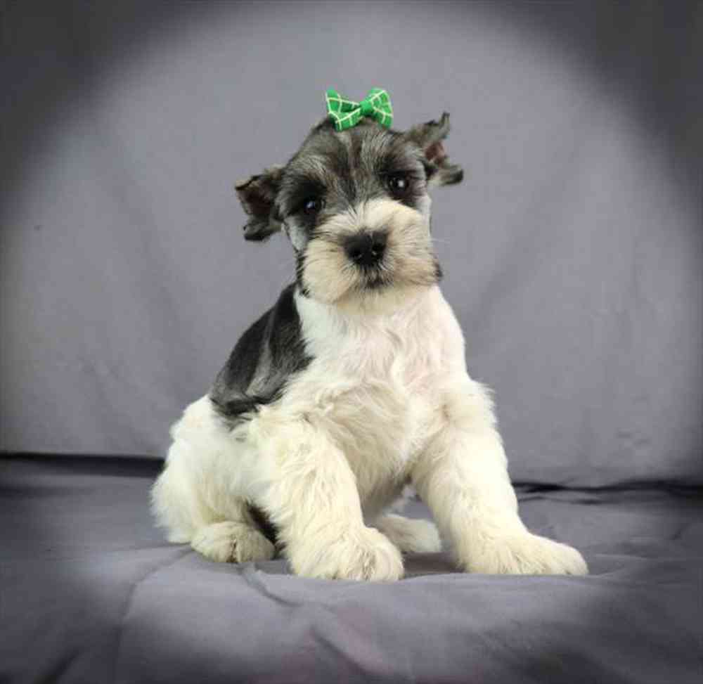 Image of a pet breed in the gallery