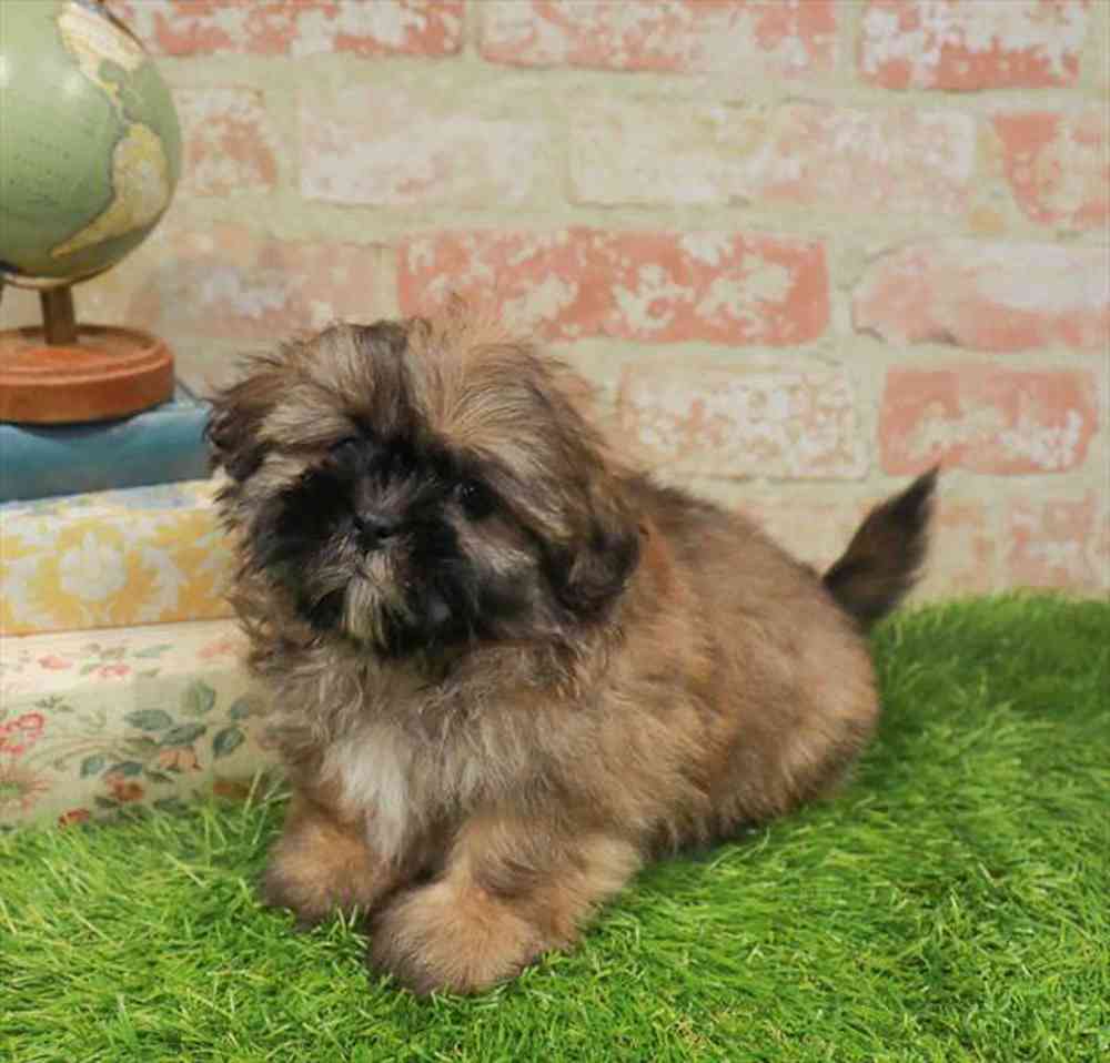 carousel pet images
