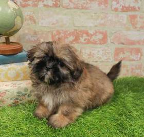 Shih Tzu